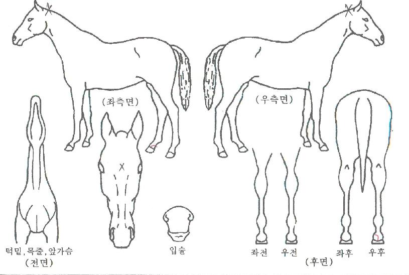 ½î¾Æ¶óõÁöÀÇ Ãø¸é,¿ì¸é,µÞ¸é,µÎ»ó,´Ù¸®ÀÇ Æ¯Â¡µµÇØ