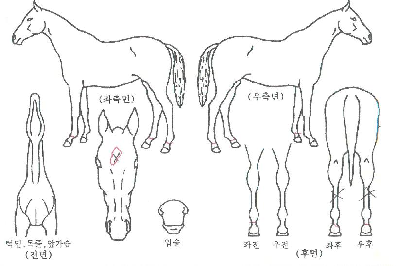 ������ ����,���,�޸�,�λ�,�ٸ��� Ư¡����