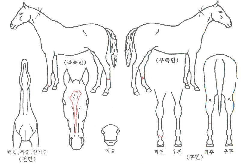 ÄýÁî·ÎµåÀÇ Ãø¸é,¿ì¸é,µÞ¸é,µÎ»ó,´Ù¸®ÀÇ Æ¯Â¡µµÇØ