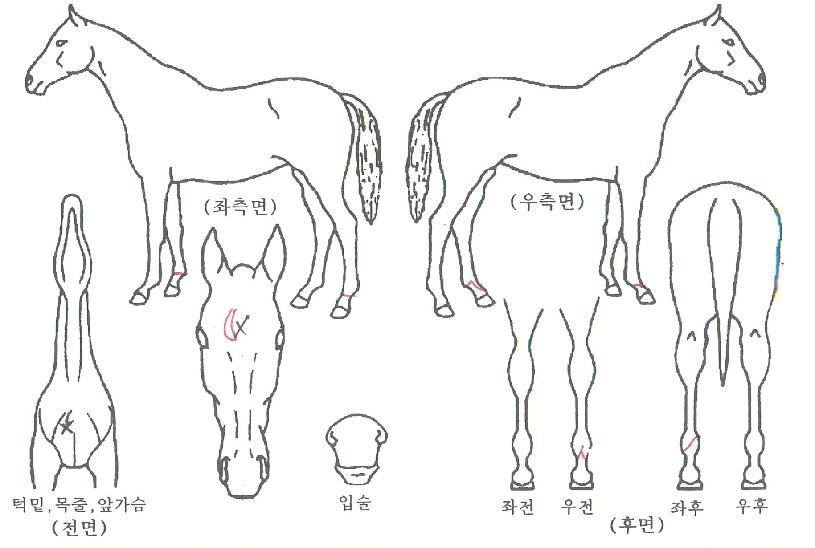 ĳ���ο��� ����,���,�޸�,�λ�,�ٸ��� Ư¡����