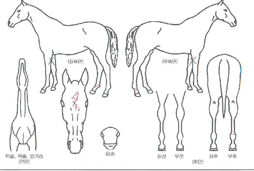 �����йи��� ����,���,�޸�,�λ�,�ٸ��� Ư¡����