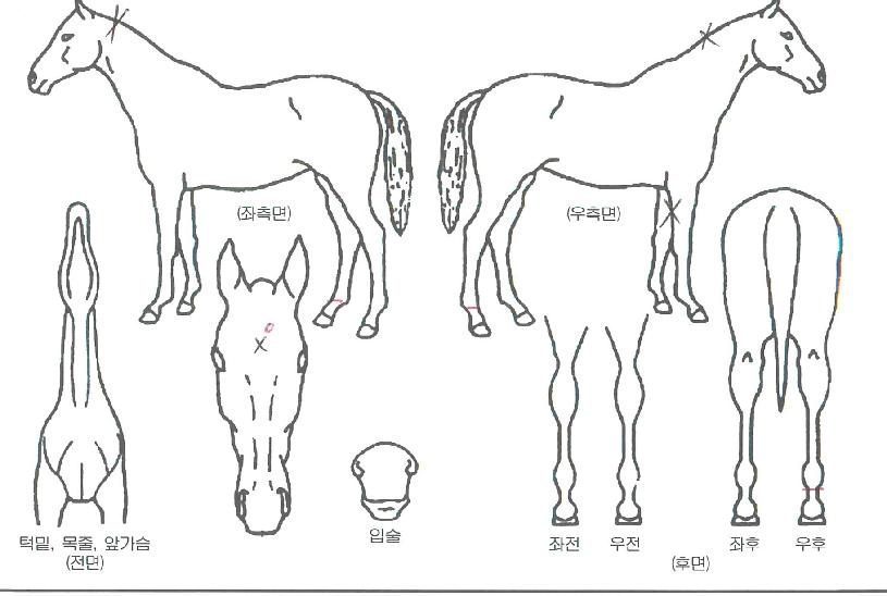 °ñµåÇöóÀ×ÀÇ Ãø¸é,¿ì¸é,µÞ¸é,µÎ»ó,´Ù¸®ÀÇ Æ¯Â¡µµÇØ