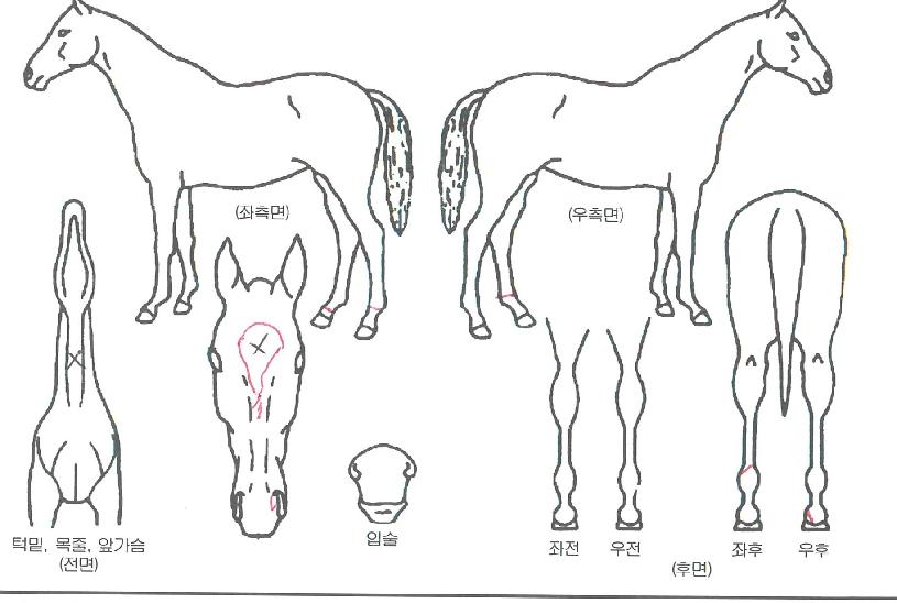 ÅõÅõ·¦ÅÍÀÇ Ãø¸é,¿ì¸é,µÞ¸é,µÎ»ó,´Ù¸®ÀÇ Æ¯Â¡µµÇØ