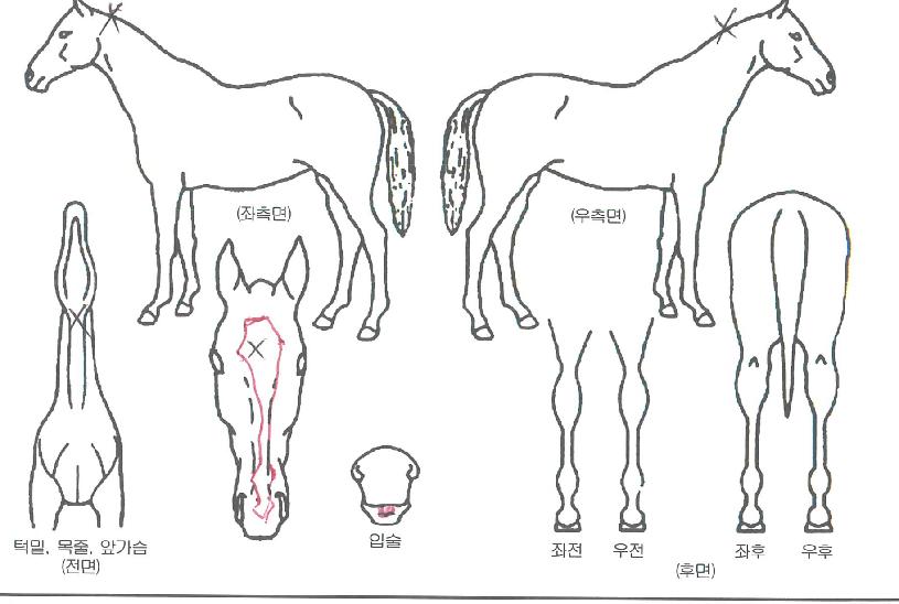 ¾ËÆÄ¿Í¿À¸Þ°¡ÀÇ Ãø¸é,¿ì¸é,µÞ¸é,µÎ»ó,´Ù¸®ÀÇ Æ¯Â¡µµÇØ