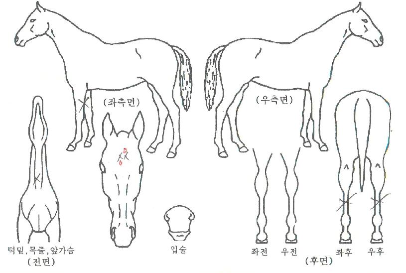 ¸®µå¾÷ÀÇ Ãø¸é,¿ì¸é,µÞ¸é,µÎ»ó,´Ù¸®ÀÇ Æ¯Â¡µµÇØ