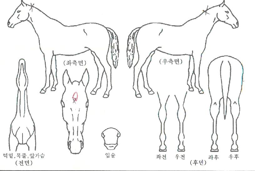¿¹¿øÄÉÀÌÀÇ Ãø¸é,¿ì¸é,µÞ¸é,µÎ»ó,´Ù¸®ÀÇ Æ¯Â¡µµÇØ