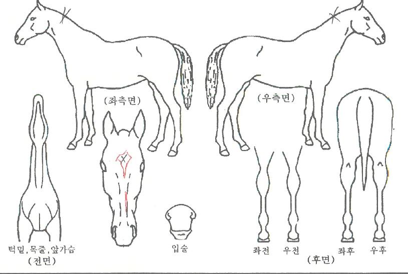 Çã´Ï¹Ù·Î¿ìÁîÀÇ Ãø¸é,¿ì¸é,µÞ¸é,µÎ»ó,´Ù¸®ÀÇ Æ¯Â¡µµÇØ