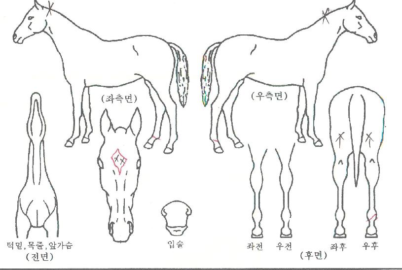 �����ڽ��� ����,���,�޸�,�λ�,�ٸ��� Ư¡����