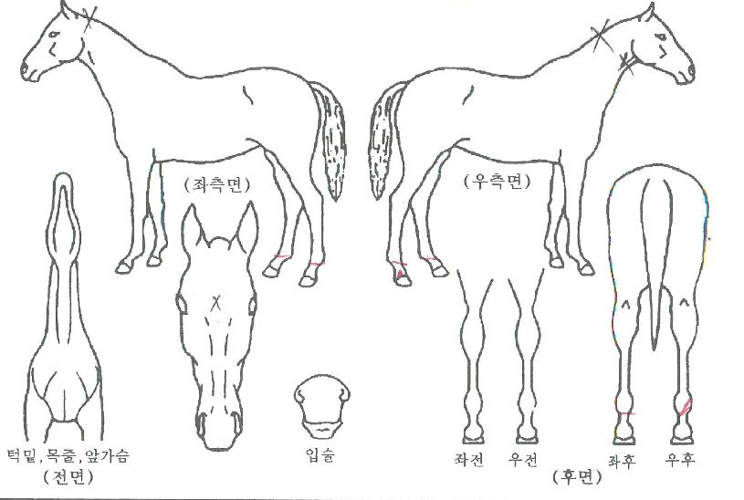 ·ÎÄÏÄýÀÇ Ãø¸é,¿ì¸é,µÞ¸é,µÎ»ó,´Ù¸®ÀÇ Æ¯Â¡µµÇØ