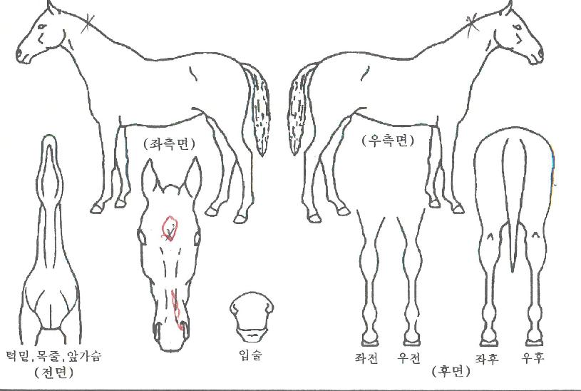 ÄÁÀú¹öƼºêÀÇ Ãø¸é,¿ì¸é,µÞ¸é,µÎ»ó,´Ù¸®ÀÇ Æ¯Â¡µµÇØ