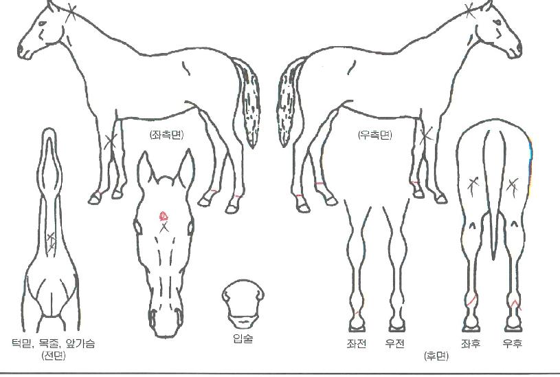 ���屺�� ����,���,�޸�,�λ�,�ٸ��� Ư¡����