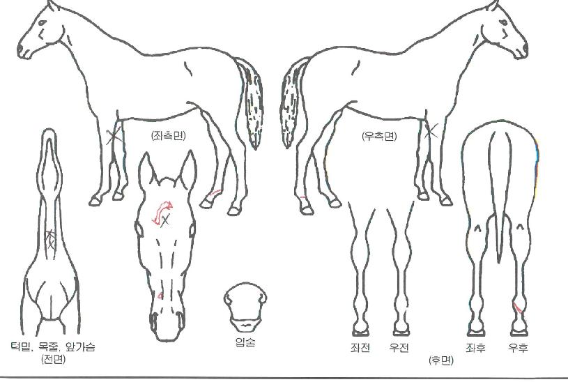 °Ô¿ìÁöÄÚÁöÀÇ Ãø¸é,¿ì¸é,µÞ¸é,µÎ»ó,´Ù¸®ÀÇ Æ¯Â¡µµÇØ