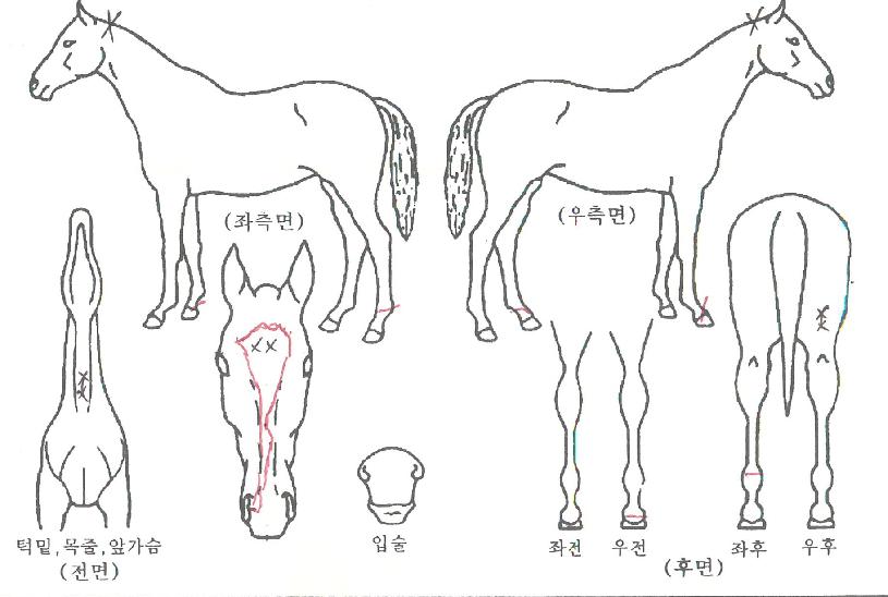 ���ο������ ����,���,�޸�,�λ�,�ٸ��� Ư¡����