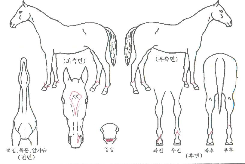 ���翩���� ����,���,�޸�,�λ�,�ٸ��� Ư¡����