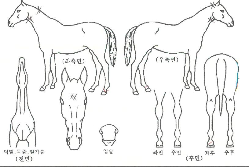 ´ëÈ£ÃàÁ¦ÀÇ Ãø¸é,¿ì¸é,µÞ¸é,µÎ»ó,´Ù¸®ÀÇ Æ¯Â¡µµÇØ