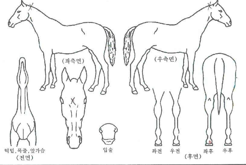 ¼¼¸íÄÀÇ Ãø¸é,¿ì¸é,µÞ¸é,µÎ»ó,´Ù¸®ÀÇ Æ¯Â¡µµÇØ