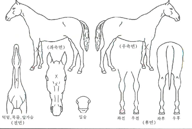 ÄÉÀÌ¿À¹Ù¶÷ÀÇ Ãø¸é,¿ì¸é,µÞ¸é,µÎ»ó,´Ù¸®ÀÇ Æ¯Â¡µµÇØ