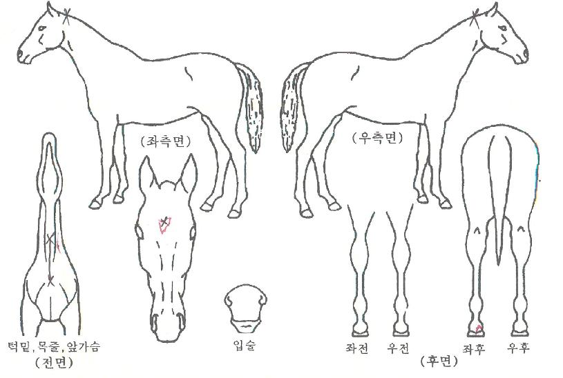 Į�����Ͼ��� ����,���,�޸�,�λ�,�ٸ��� Ư¡����