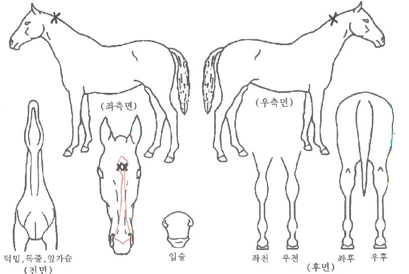 Ʈ�������� ����,���,�޸�,�λ�,�ٸ��� Ư¡����