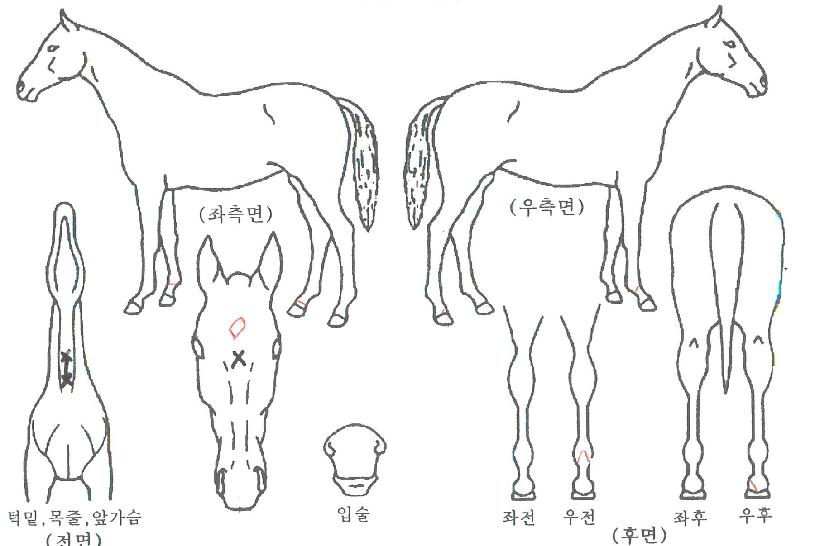 ÇÁ¸®´ý½ÌÁîÀÇ Ãø¸é,¿ì¸é,µÞ¸é,µÎ»ó,´Ù¸®ÀÇ Æ¯Â¡µµÇØ