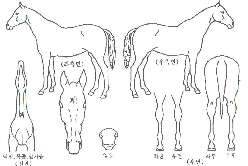 ĵµ¥½¼Æ®ÀÇ Ãø¸é,¿ì¸é,µÞ¸é,µÎ»ó,´Ù¸®ÀÇ Æ¯Â¡µµÇØ