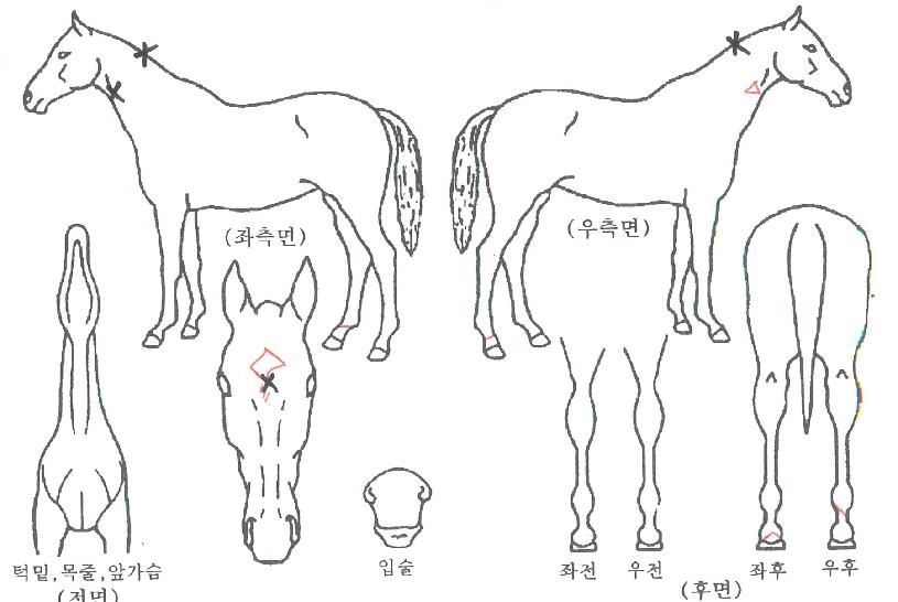 ������ ����,���,�޸�,�λ�,�ٸ��� Ư¡����