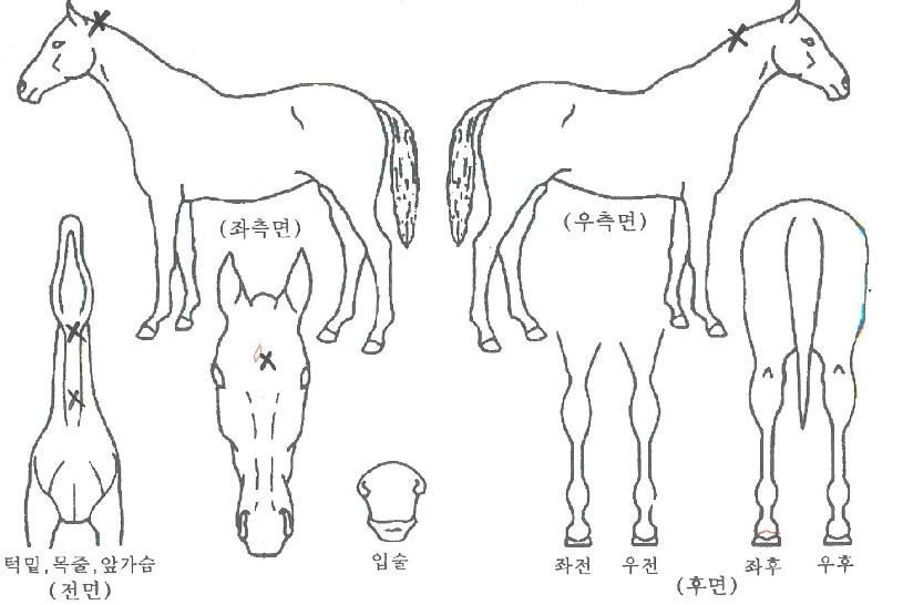 �÷���������Ʈ�� ����,���,�޸�,�λ�,�ٸ��� Ư¡����