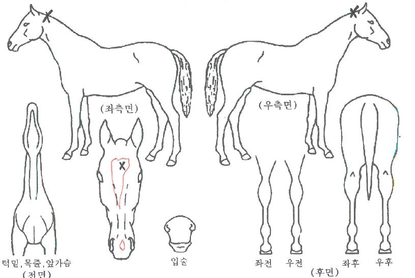 ºñ¹Ùºñ³ëÀÇ Ãø¸é,¿ì¸é,µÞ¸é,µÎ»ó,´Ù¸®ÀÇ Æ¯Â¡µµÇØ