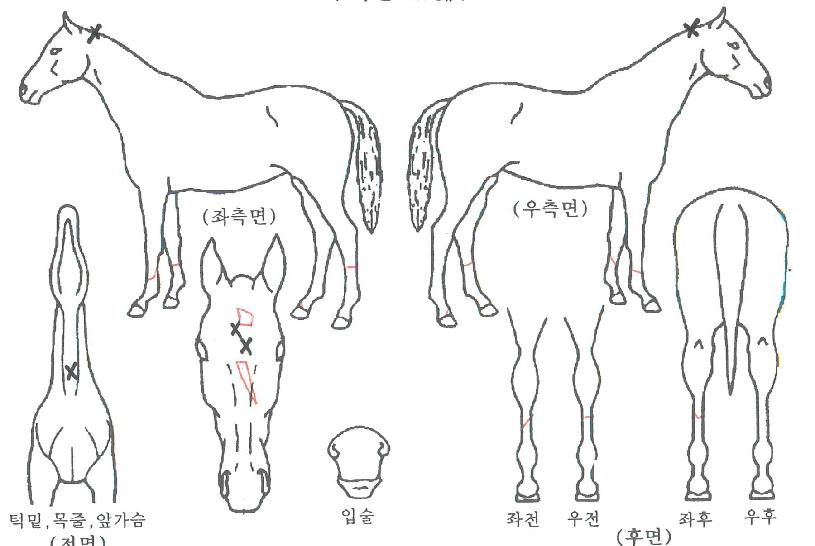 ½Ç¸®ÀÇ Ãø¸é,¿ì¸é,µÞ¸é,µÎ»ó,´Ù¸®ÀÇ Æ¯Â¡µµÇØ