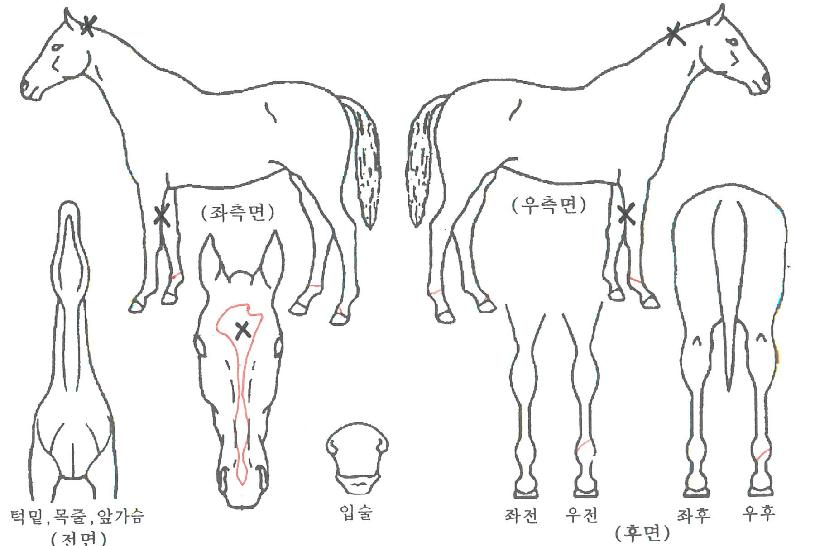 ��Űư���� ����,���,�޸�,�λ�,�ٸ��� Ư¡����