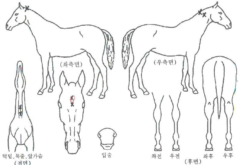 ÈÄÇÁƼÈÄÇÁƼÀÇ Ãø¸é,¿ì¸é,µÞ¸é,µÎ»ó,´Ù¸®ÀÇ Æ¯Â¡µµÇØ