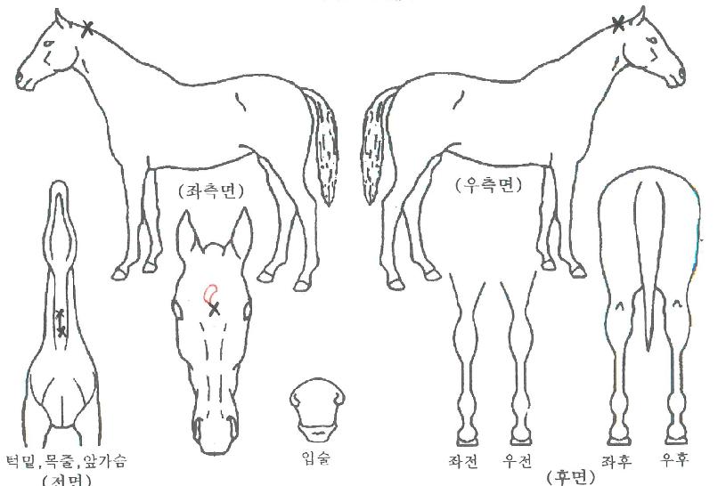 Æ®·ç½º¾Ø¾Æ³ÊÀÇ Ãø¸é,¿ì¸é,µÞ¸é,µÎ»ó,´Ù¸®ÀÇ Æ¯Â¡µµÇØ