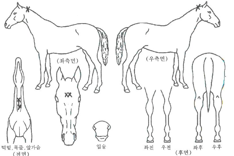 �ΰ����� ����,���,�޸�,�λ�,�ٸ��� Ư¡����