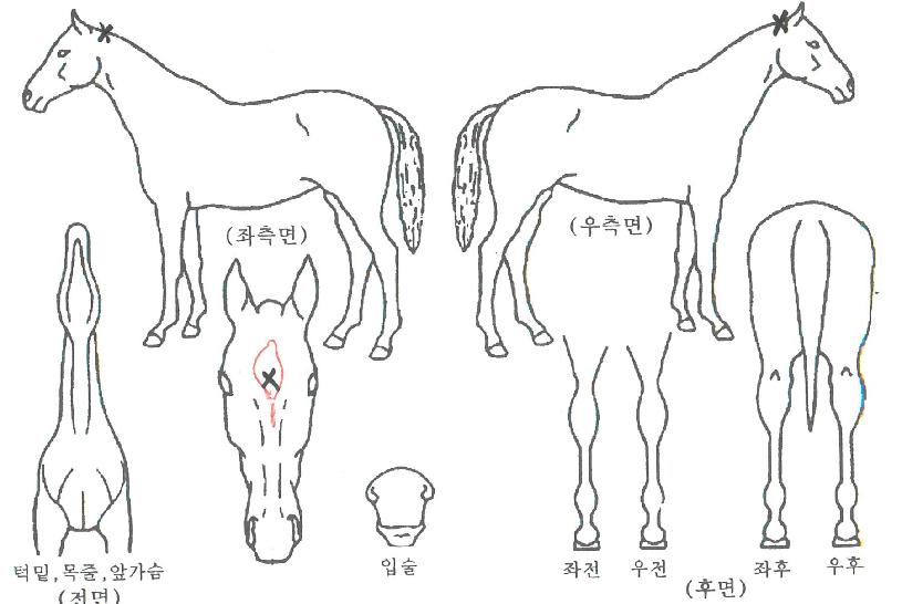 ����Ʈ��Ʈ�� ����,���,�޸�,�λ�,�ٸ��� Ư¡����