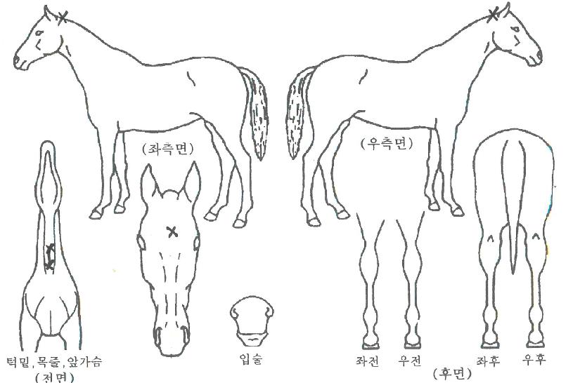 ¿ÃÅÂÇǵåÀÎÀÇ Ãø¸é,¿ì¸é,µÞ¸é,µÎ»ó,´Ù¸®ÀÇ Æ¯Â¡µµÇØ