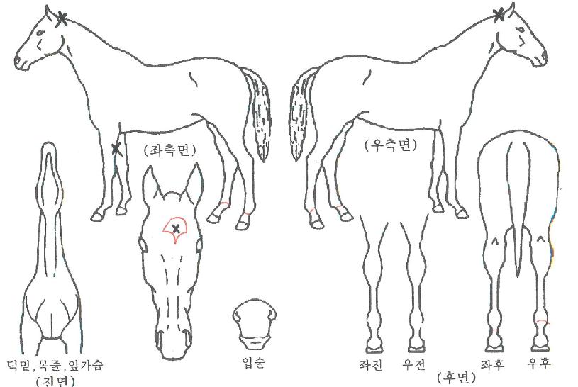 ��Ŭ���Ϻ��̺��� ����,���,�޸�,�λ�,�ٸ��� Ư¡����