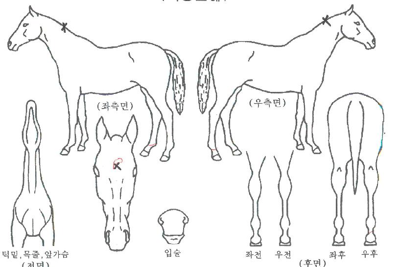 ij½Ã½º·¯ºêÀÇ Ãø¸é,¿ì¸é,µÞ¸é,µÎ»ó,´Ù¸®ÀÇ Æ¯Â¡µµÇØ