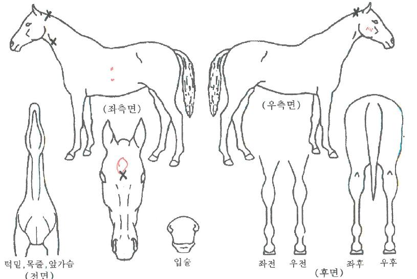 ÅÚ¹ÌÇã´ÏÀÇ Ãø¸é,¿ì¸é,µÞ¸é,µÎ»ó,´Ù¸®ÀÇ Æ¯Â¡µµÇØ