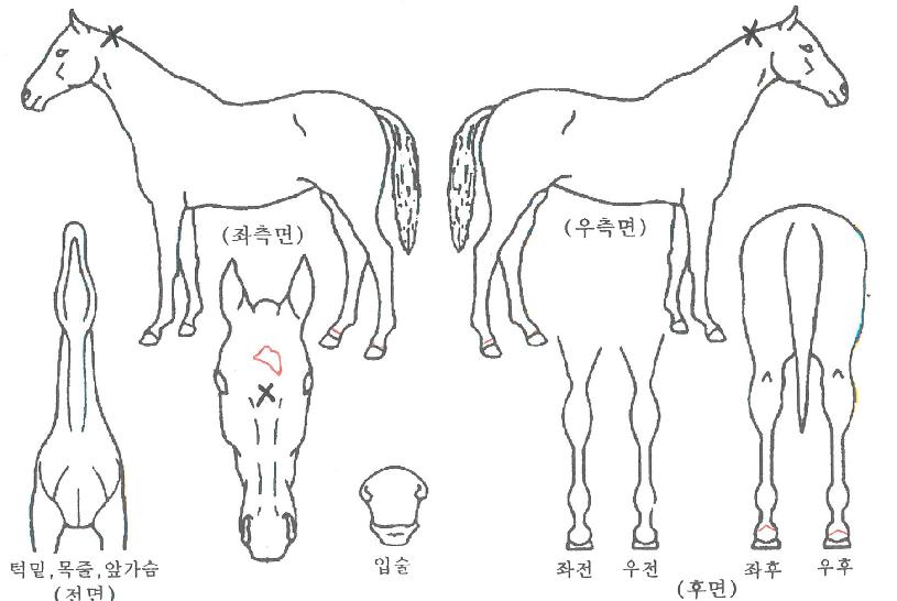 ���ž���Ʈ�� ����,���,�޸�,�λ�,�ٸ��� Ư¡����