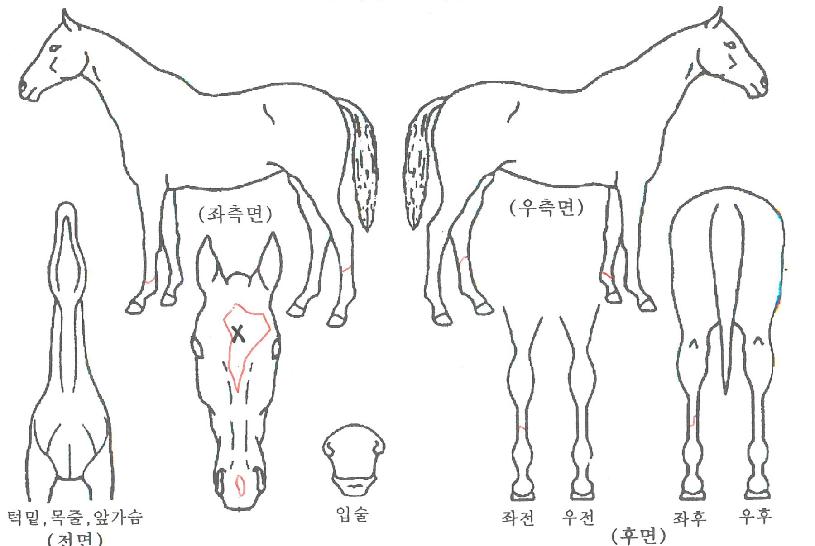 �мǵ��� ����,���,�޸�,�λ�,�ٸ��� Ư¡����