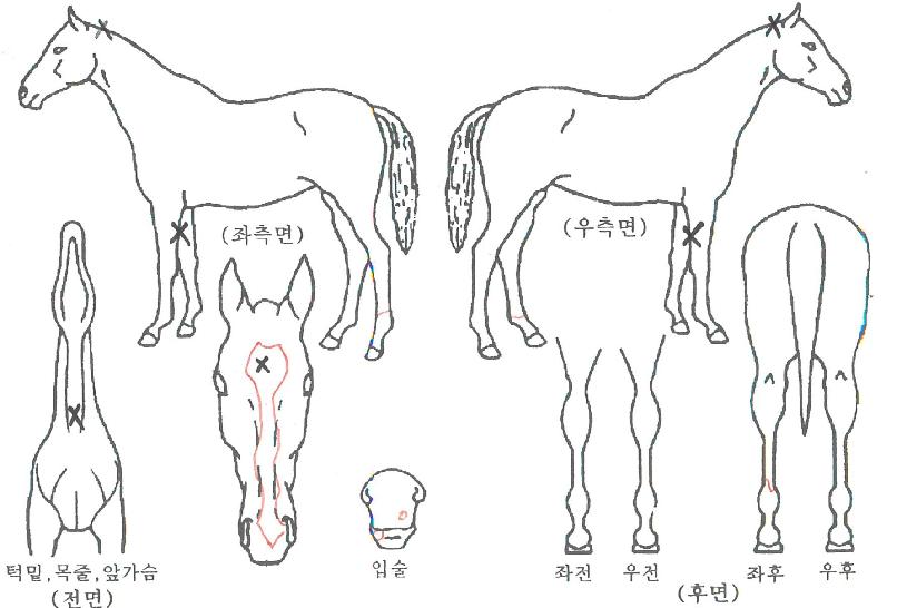 ¿À·Î¸¶À̽ºÅÍÀÇ Ãø¸é,¿ì¸é,µÞ¸é,µÎ»ó,´Ù¸®ÀÇ Æ¯Â¡µµÇØ