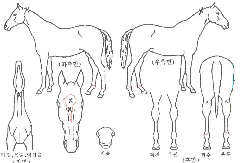 �ÿ������� ����,���,�޸�,�λ�,�ٸ��� Ư¡����