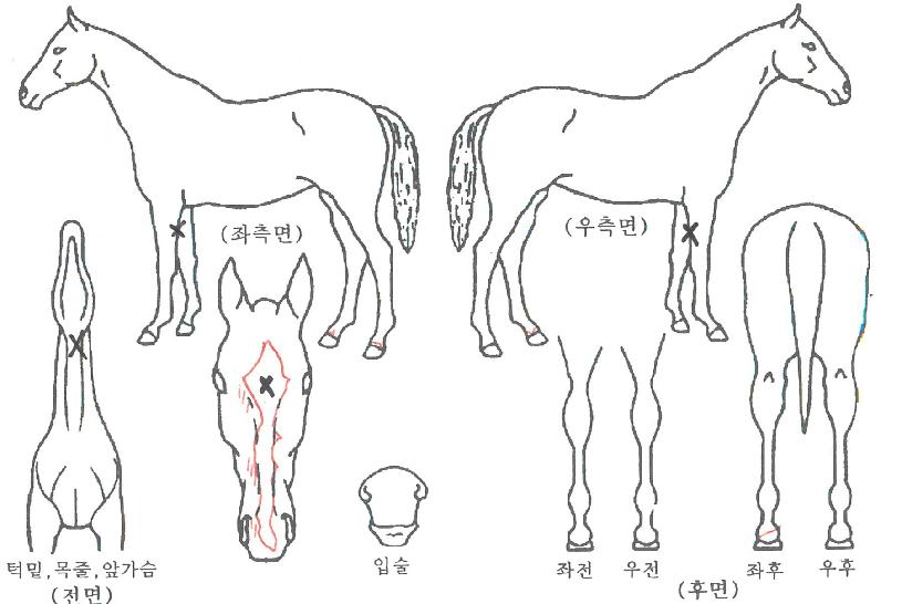 ÅÂÇǽºÆ®¸®ÀÇ Ãø¸é,¿ì¸é,µÞ¸é,µÎ»ó,´Ù¸®ÀÇ Æ¯Â¡µµÇØ