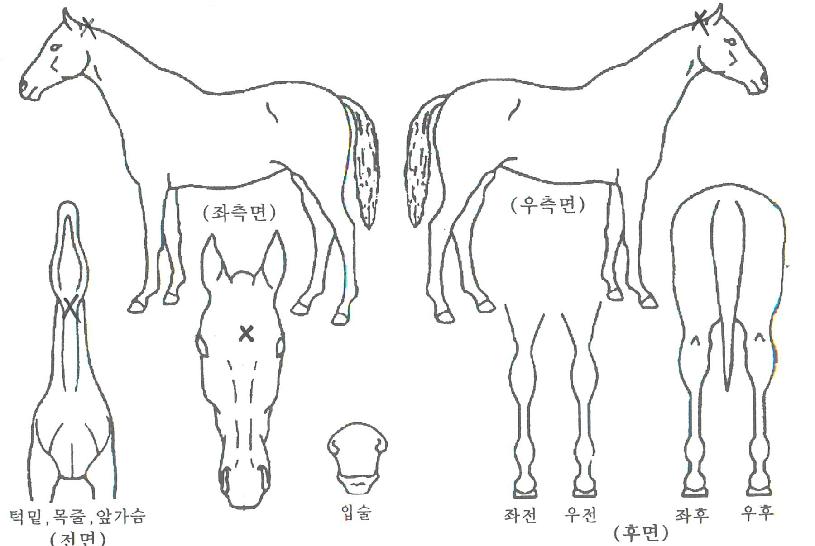 �дٵ����� ����,���,�޸�,�λ�,�ٸ��� Ư¡����