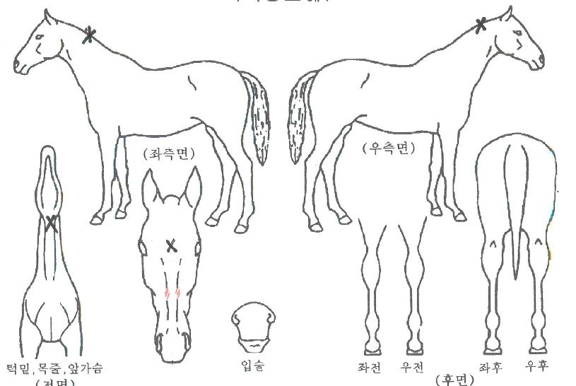 �����õ��� ����,���,�޸�,�λ�,�ٸ��� Ư¡����