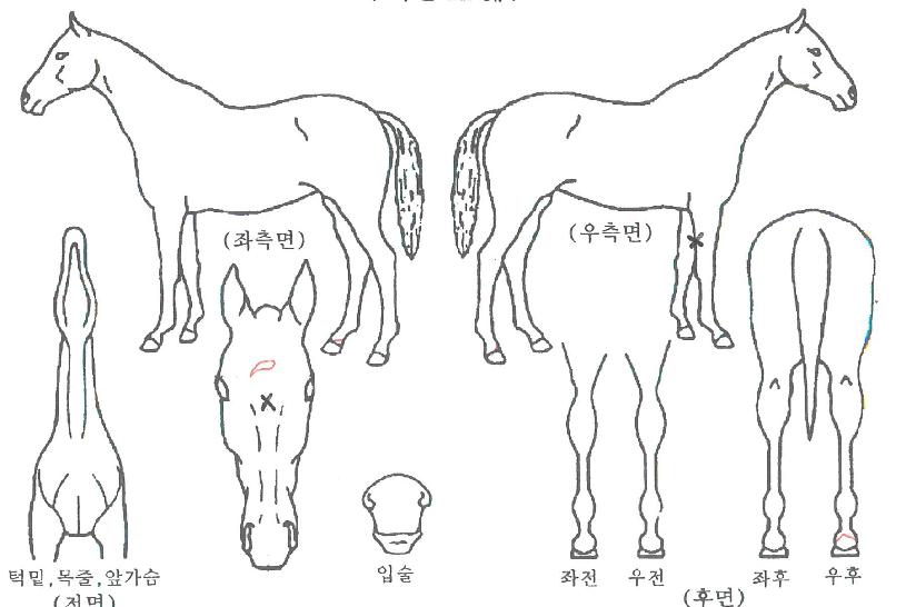 Æ÷¿¡¸¶ÀÇ Ãø¸é,¿ì¸é,µÞ¸é,µÎ»ó,´Ù¸®ÀÇ Æ¯Â¡µµÇØ