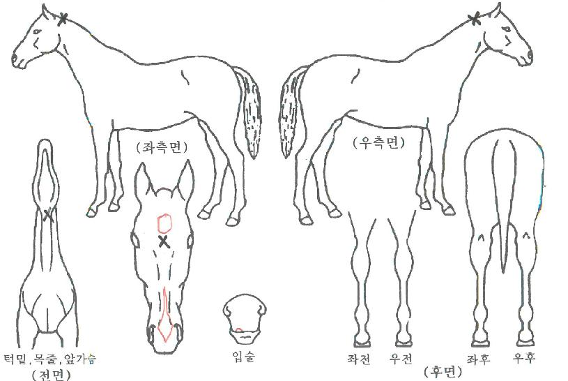 ¾î´ÏÅ͸ŵçÀÇ Ãø¸é,¿ì¸é,µÞ¸é,µÎ»ó,´Ù¸®ÀÇ Æ¯Â¡µµÇØ