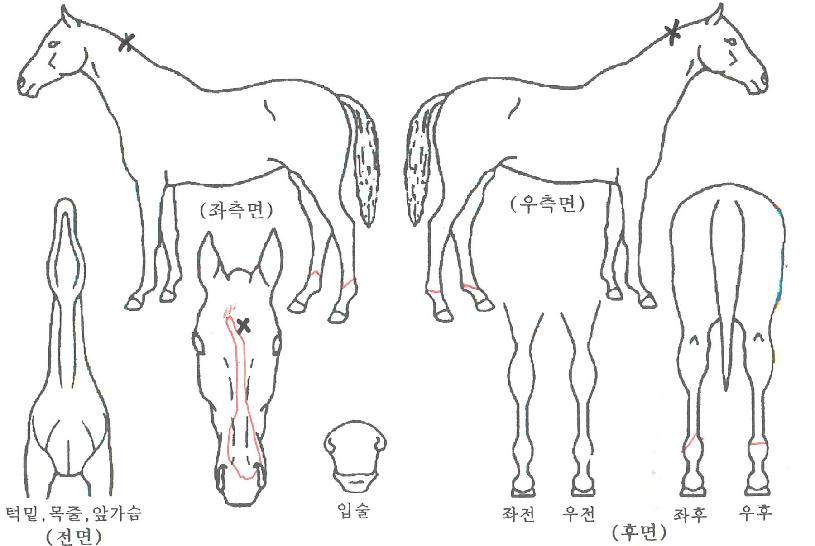 Åä³×À̵µ¾Ù¸®ÀÇ Ãø¸é,¿ì¸é,µÞ¸é,µÎ»ó,´Ù¸®ÀÇ Æ¯Â¡µµÇØ