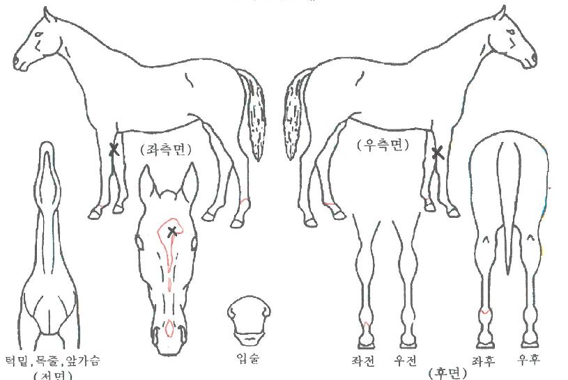 ·ÎÄíÀÇ Ãø¸é,¿ì¸é,µÞ¸é,µÎ»ó,´Ù¸®ÀÇ Æ¯Â¡µµÇØ