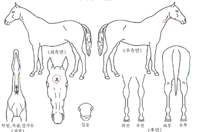 ���丣���� ����,���,�޸�,�λ�,�ٸ��� Ư¡����